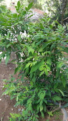 Tecoma stans velutina