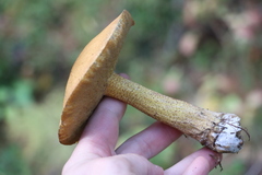 Suillus punctipes