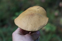Suillus punctipes