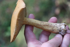 Suillus punctipes