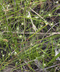 Eriocaulon miquelianum