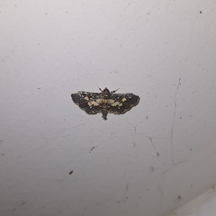 Eurrhyparodes bracteolalis