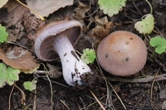 Thaxterogaster porphyropus