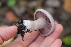 Thaxterogaster porphyropus