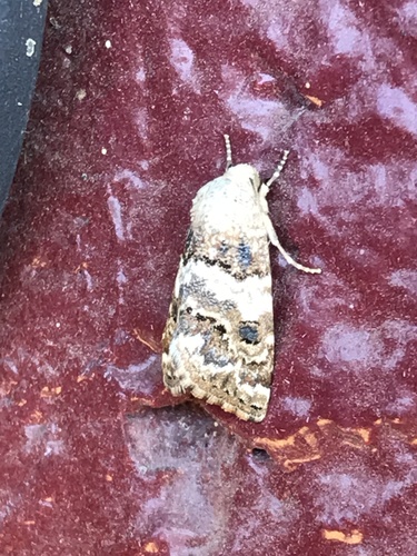 Third Flower Moth photo 4