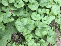 Alliaria petiolata