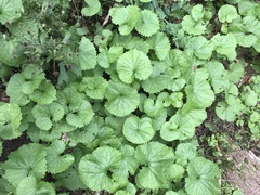 Alliaria petiolata