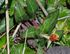 Oenothera epilobiifolia