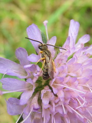 Halictus tumulorum