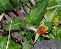 Oenothera epilobiifolia