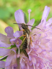 Halictus tumulorum
