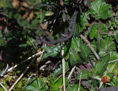 Oenothera epilobiifolia