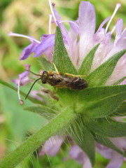 Halictus tumulorum