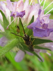 Halictus tumulorum