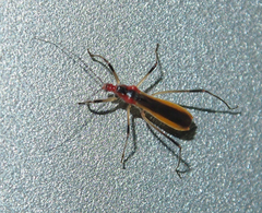 Polytoxus fuscovittatus