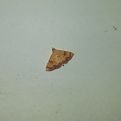 Isocentris filalis