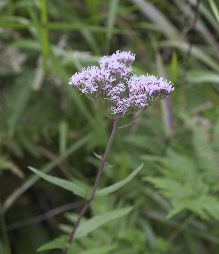 Eupatorium lindleyanum iNat (2)