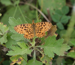Boloria perryi