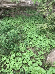 Alliaria petiolata