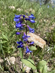 Penstemon cyananthus