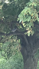 Cyanocitta cristata