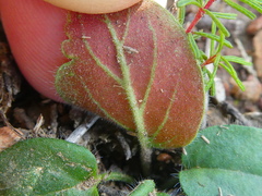 Pelargonium nervifolium