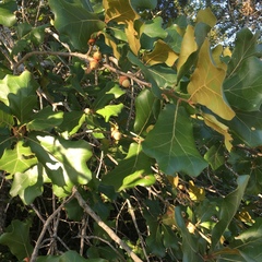 Quercus