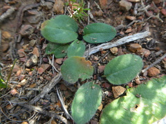 Pelargonium nervifolium
