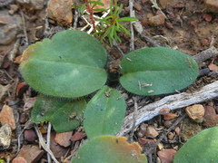 Pelargonium nervifolium