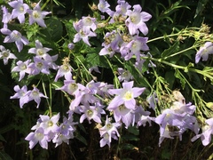 Campanula lactiflora