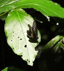 Catasticta flisa flisa