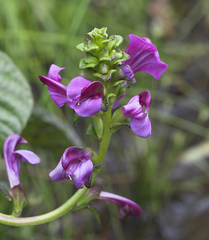 Pedicularis resupinata microphylla