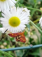 Pyrausta aurata