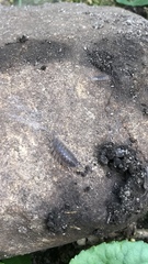 Porcellio scaber