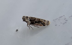 Catonia