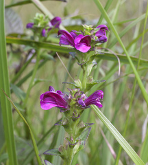 Pedicularis resupinata microphylla