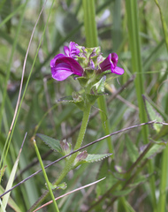 Pedicularis resupinata microphylla