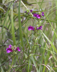 Pedicularis resupinata microphylla