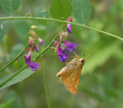 Ochlodes sylvanus