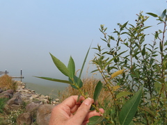 Salix boothii