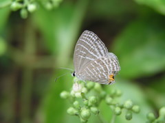 Jamides celeno aelianus