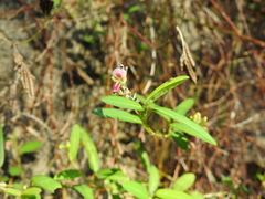Alysicarpus vaginalis