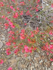 Hermannia grandiflora