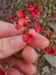 Hermannia grandiflora