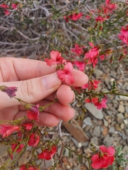 Hermannia grandiflora