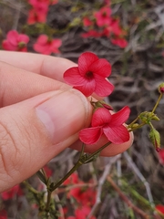 Hermannia grandiflora