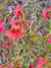 Hermannia grandiflora