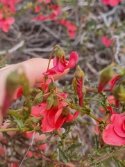 Hermannia grandiflora