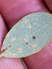 Naohidemyces vacciniorum