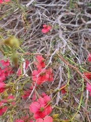 Hermannia grandiflora